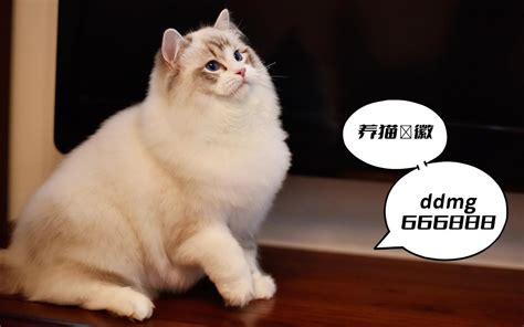 爱猫人士的爱猫生活是什么样的 知乎