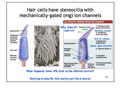 Solved Hair Cells Have Stereocilia With Mechanically Gated Mg Ion