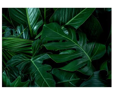 Fototapeta 254x184cm Monstera Zielone Liście Lub • Cena Opinie