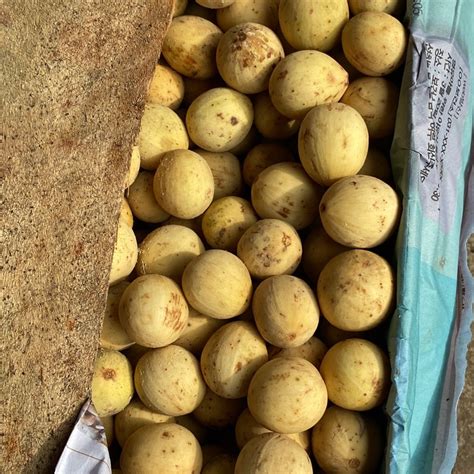 Jual Buah Duku Palembang Kg Shopee Indonesia