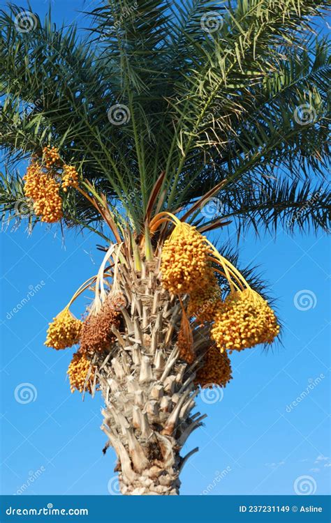 Palm Trees In Antalya Stock Image Image Of Antalya 237231149