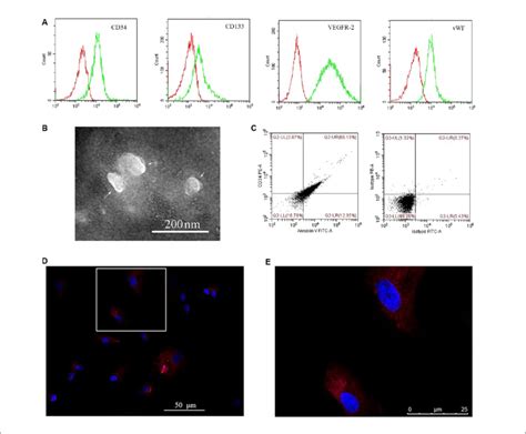 Internalization Of Endothelial Progenitor Cell Microvesicles