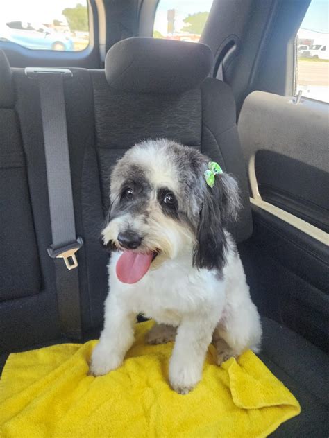 She's so cute! Summer cut! : r/AussieDoodle