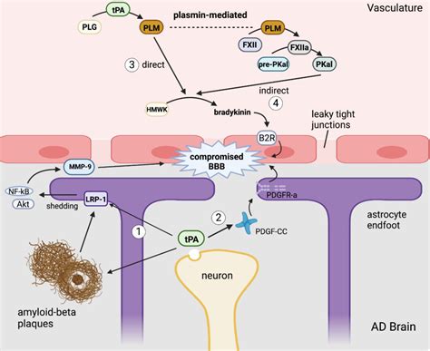 Review Of Evidence Implicating The Plasminogen Activator System In