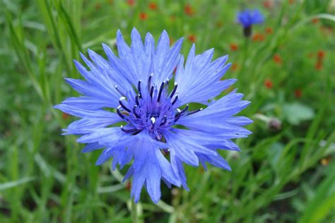 Everything You Need to Know About Royal Blue Flowers - Free Pictures Photos