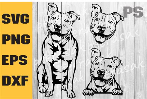 Pitbull Svg American Pit Bull Svg Graphic By Ilukkystore Creative