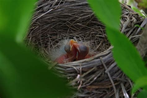 Robin Bird Nest