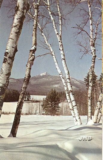 Official New Hampshire State Tree White Birch Betula Papyrifera