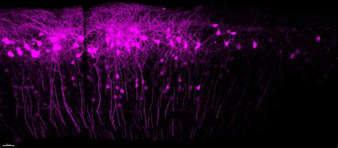 Kavli Institute For Systems Neuroscience Ntnu Flickr