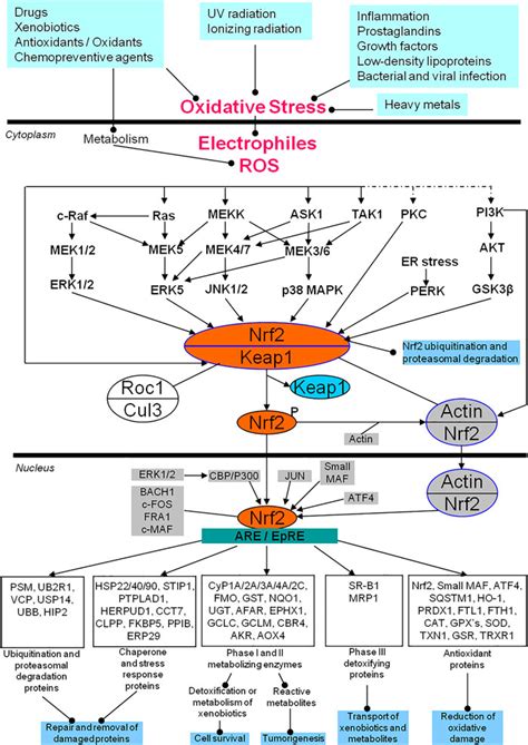 Frontiers Targeting Nrf2 Mediated Oxidative Stress Response Signaling