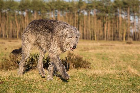 Biggest Dog Breeds: Facts To Know About The World’s 16 Largest Dogs ...