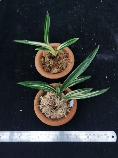 Cymbidium Sinense Damo Variegated Furniture Home Living Gardening