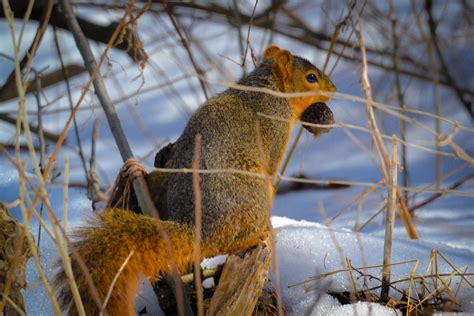 Scurry Eastern Fox Squirrel Heartland Safari