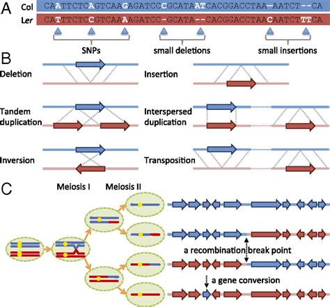 Detection Of Genomic Variations And Dna Polymorphisms And Impact On Analysis Of Meiotic