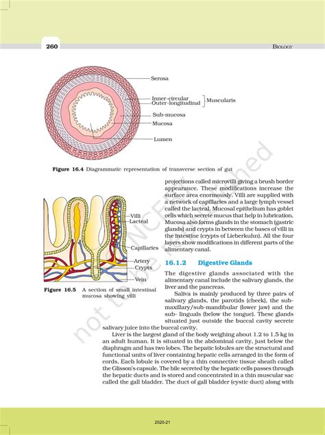 Digestion And Absorption Ncert Book Of Class Biology