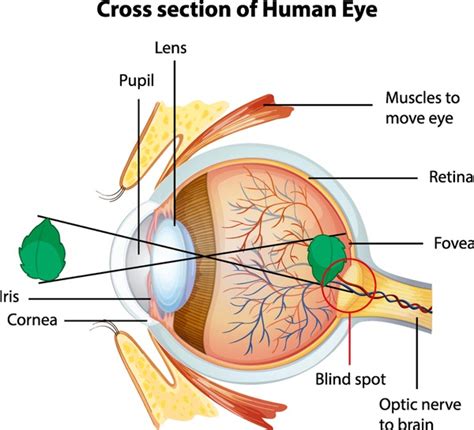 631 Cross Section Of Human Eye Stock Vectors And Vector Art Shutterstock