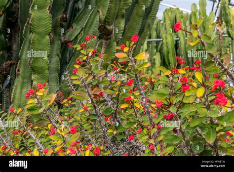 Corona De Espinas O Planta De Cristo Euphorbia Milii En Los Jardines