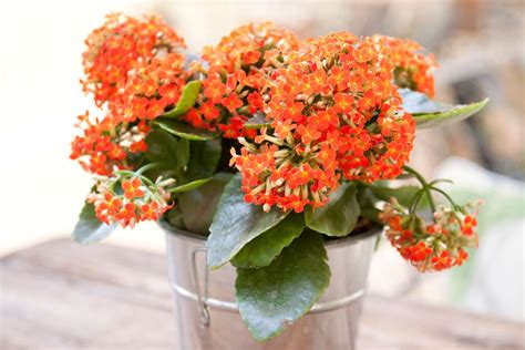 Top Flowering Houseplants To Add Color To Your Home