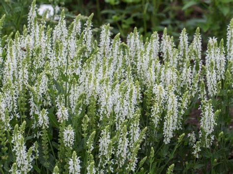 Salvia X Superba Merleau White