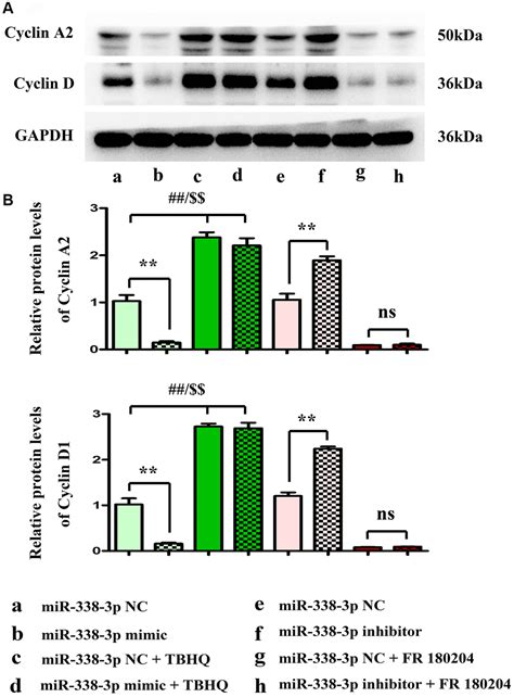 MiRNA 338 3p Inhibits The Migration Invasion And Proliferation Of