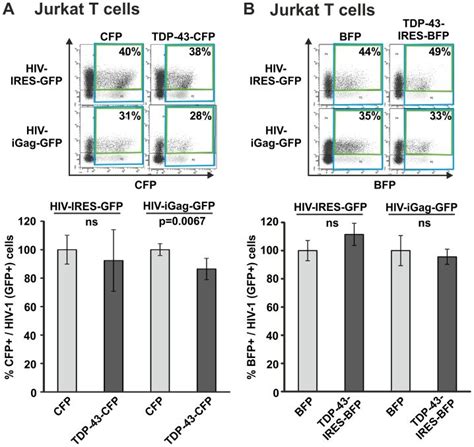 Jurkat T Cells Were Microporated With A TDP 43 CFP Expression Plasmid