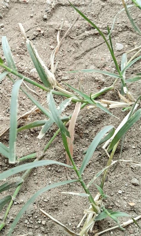 Cynodon Dactylon L Pers Bermudagrass World Flora Pl Ntnet Identify