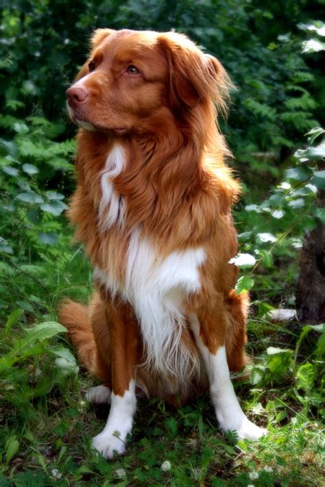 Nova Scotia Duck Tolling Retriever Dogs And Puppies Cute Dogs Dog