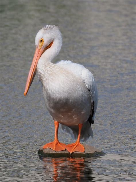 Pelican Resting In The Water Stock Photo Image Of Resting Water