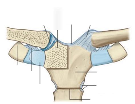 Diagram Of Sternoclavicular Joint Quizlet