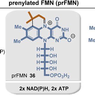 Summary of prenylated flavin mononucleotide biosynthesis with building... | Download Scientific ...