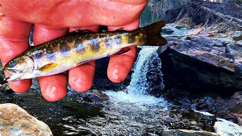 Chasing Natives Fly Fishing Maine Brook Trout Youtube