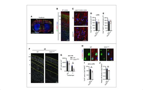 Layer V Projection Neurons Lvpn Expressed High Levels Of Ar And