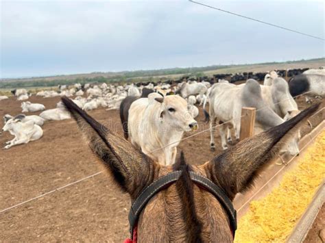 Feedlot Intensive Production System Beef Cattle Stock Photo - Image of national, mato: 304736728