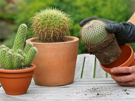 How To Repot A Cactus Without Getting Jabbed Laidback Gardener