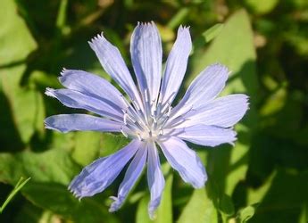 Saviez vous que Fleurs sauvages du Québec