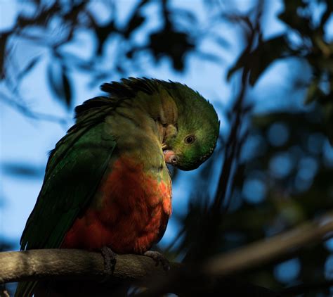 Cockatoos & parrots - Wildlife Photography on Fstoppers