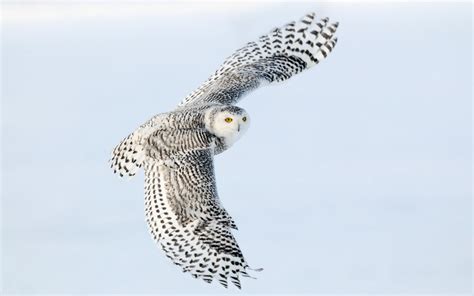 Snowy Owl 2 - Wallpaper, High Definition, High Quality, Widescreen