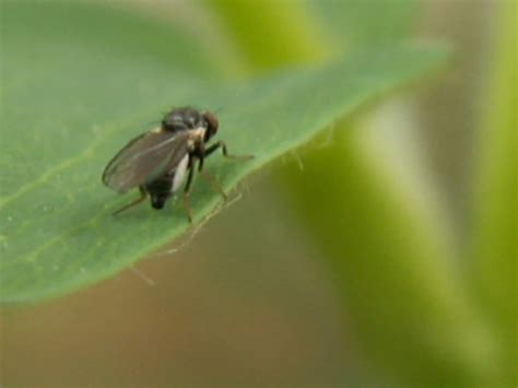 how to get gnats out of plants