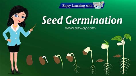 What Is Seed Germination Seed Germination Plant Germination