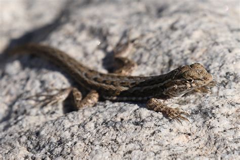 Rn A Greater Earless Lizard Cophosaurus Texanus Flickr