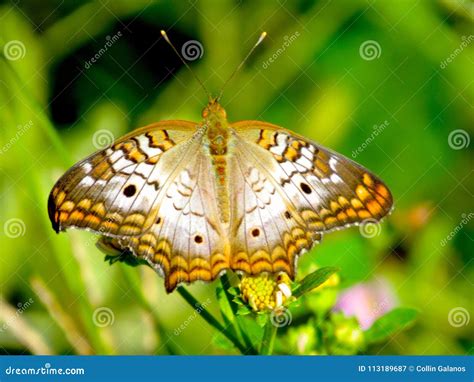 Borboleta De Monarca Branca Majestosa Que Senta Se Em Uma Planta