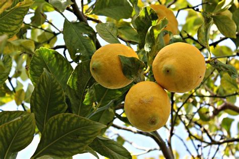 Comment Prendre Soin D Un Citronnier