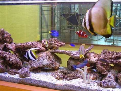 Saltwater Aquarium Filtration Setup