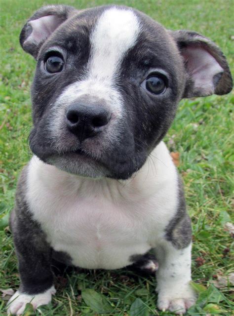 Christmas Pitbull Wallpaper 68 Images