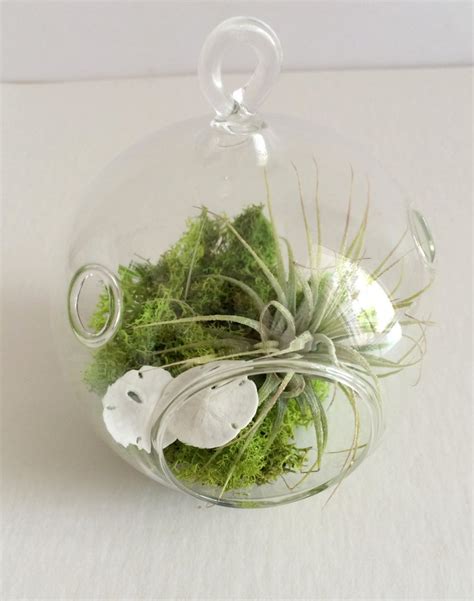 Orb Air Plant Hanging Terrarium Clear Glass Orb Kit With Two Etsy