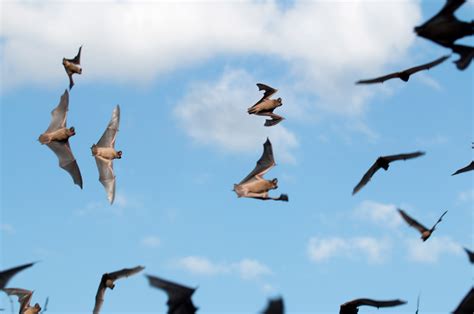 Los Murciélagos De Austin Las Fascinantes Razones Por Las Que Cientos De Miles Migran Desde