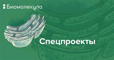 Спецпроекты