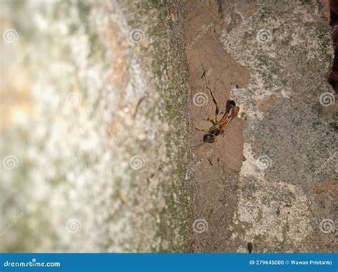 Mud wasp nest on the wall. stock photo. Image of close - 279645000