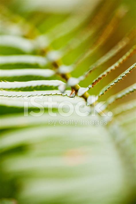 Fern Leaves Stock Photo | Royalty-Free | FreeImages