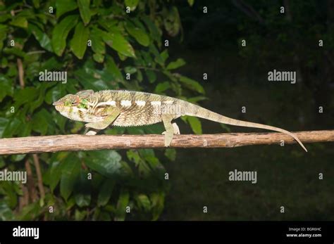 Panther Chameleon Furcifer Pardalis Madagascar Stock Photo Alamy